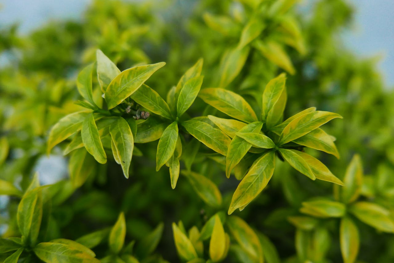 Selective Focus Photography of Green Leafs