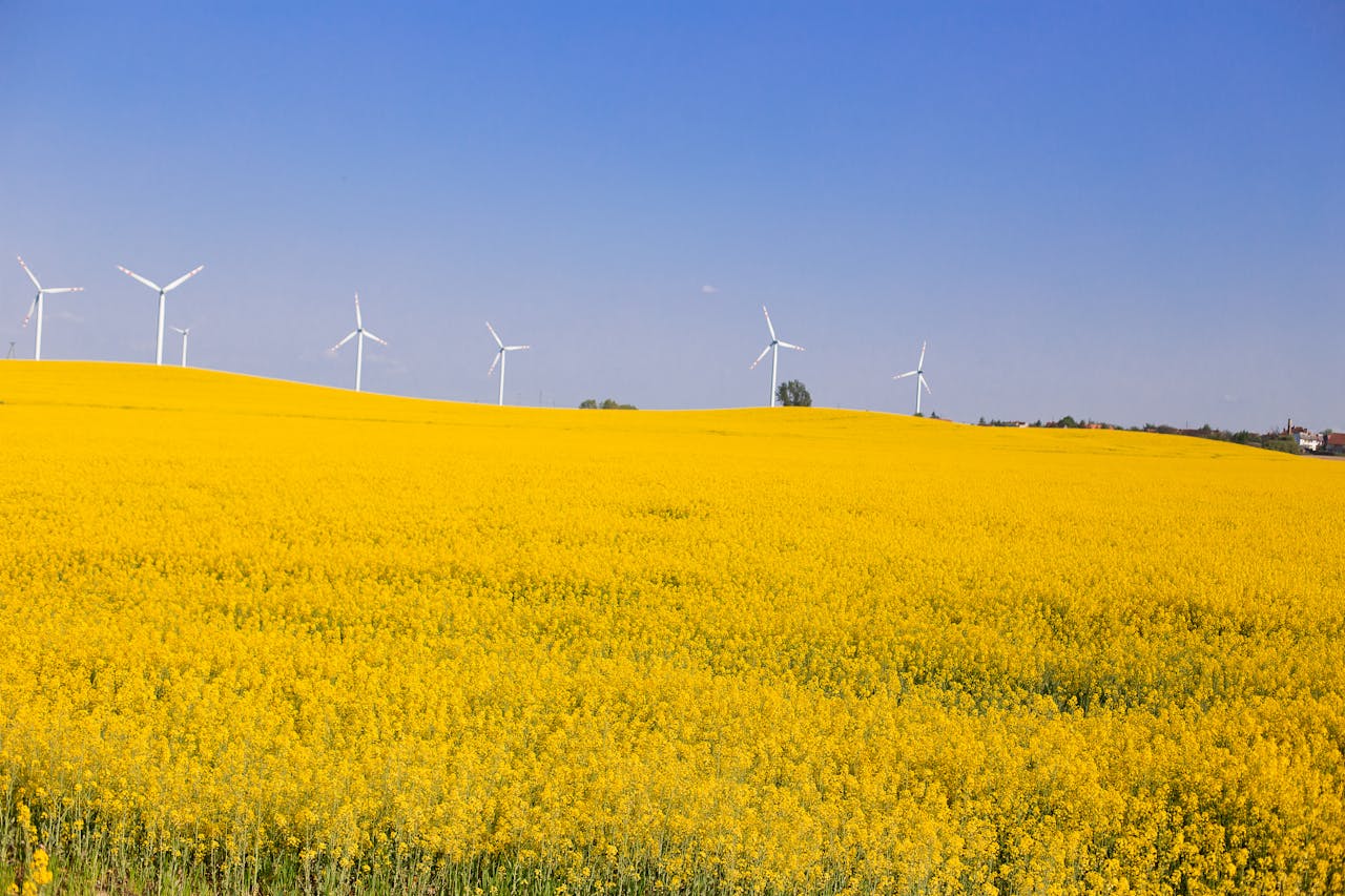Wind Turbines on Yellow Flower Field Under Blue Sky