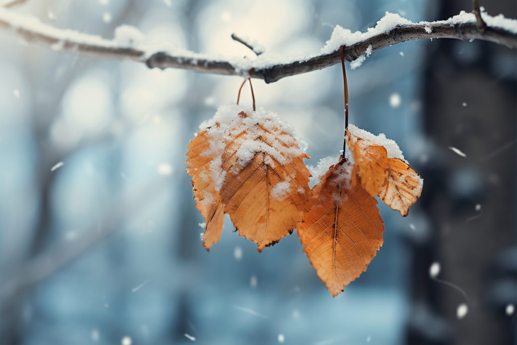 dry-autumn-leaves-with-snow-beginning-winter